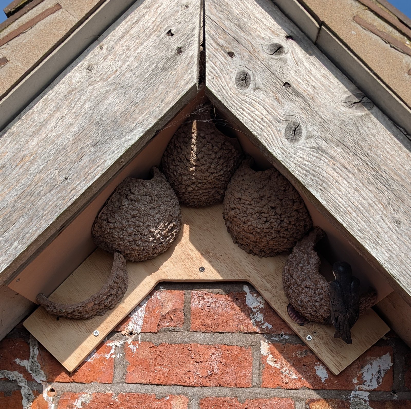 apex house martin nest cup
