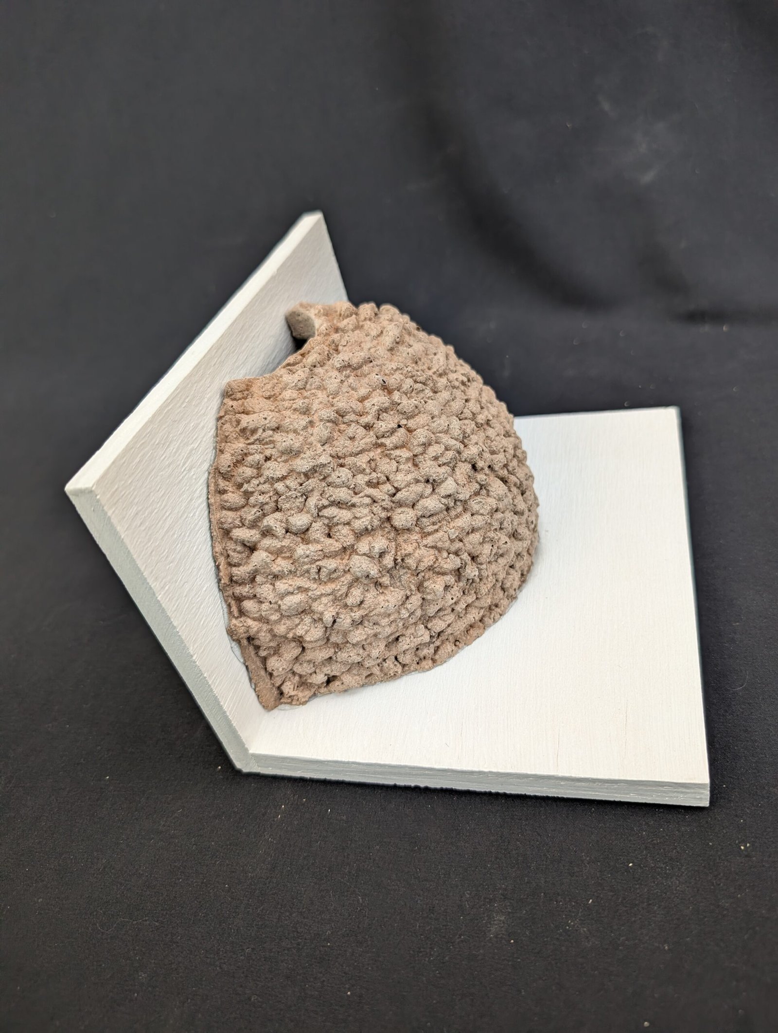 single house martin nest cup by nest cup box (3)