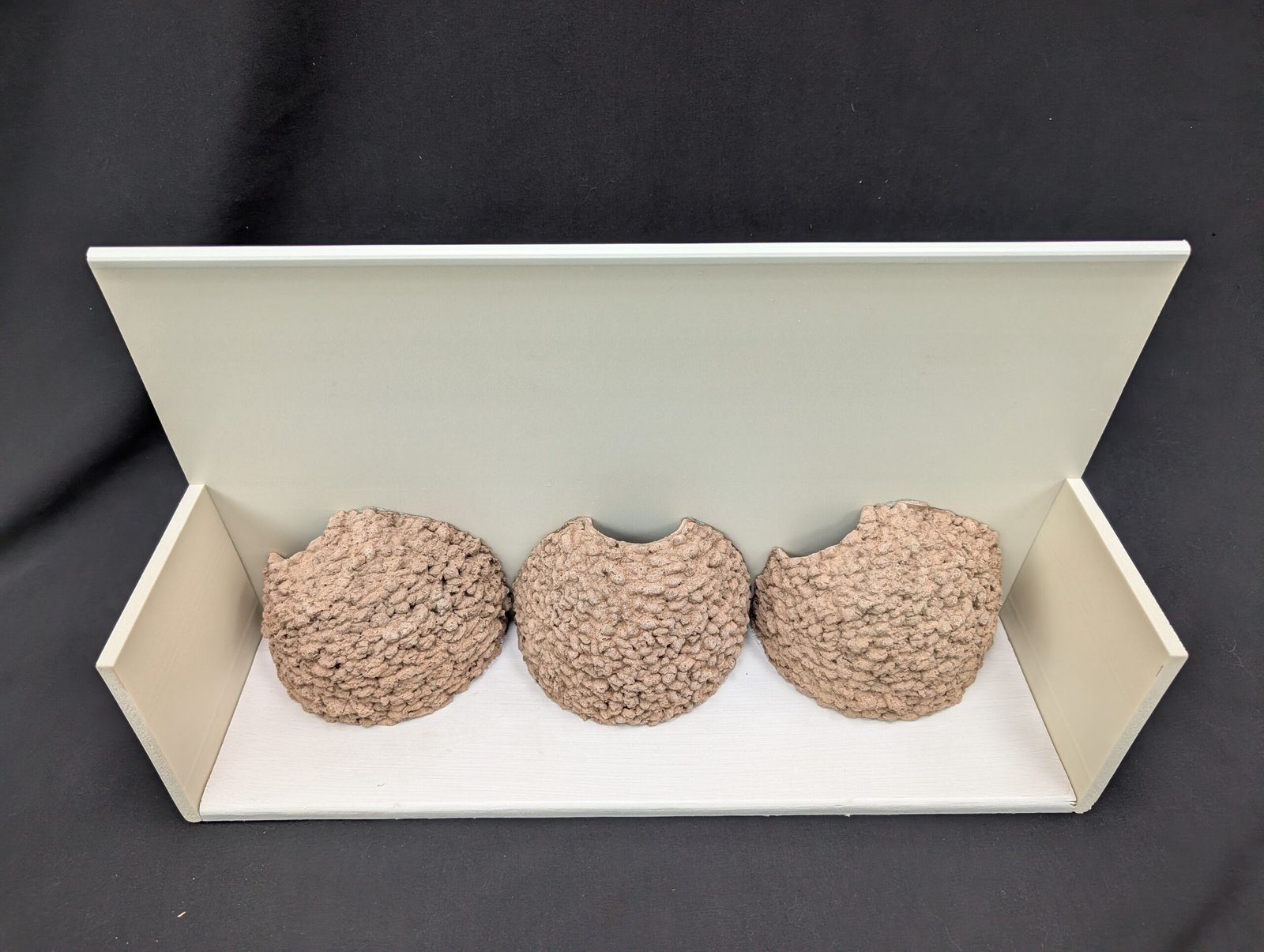 triple house martin nest cup by nest cup box (2)